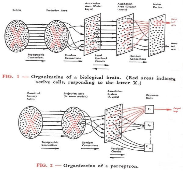 Organization of a biological brain and a perceptron